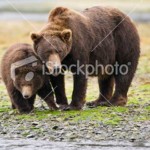 brown-bear-mother-and-cub_sized