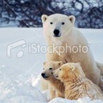 polar-bear-with-cubs-sized