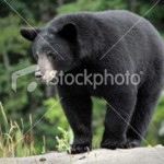 black-bear_sized