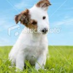 curious-puppy_featured_image