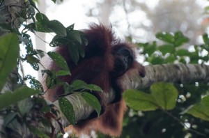 orangutan